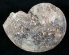 Choffaticeras Ammonite - Goulmima, Morocco #13298-1